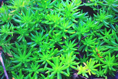 Full frame shot of green leaves