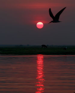 Silhouette bird flying over sea against sky during sunset