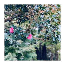 Close-up of pink flowering plants