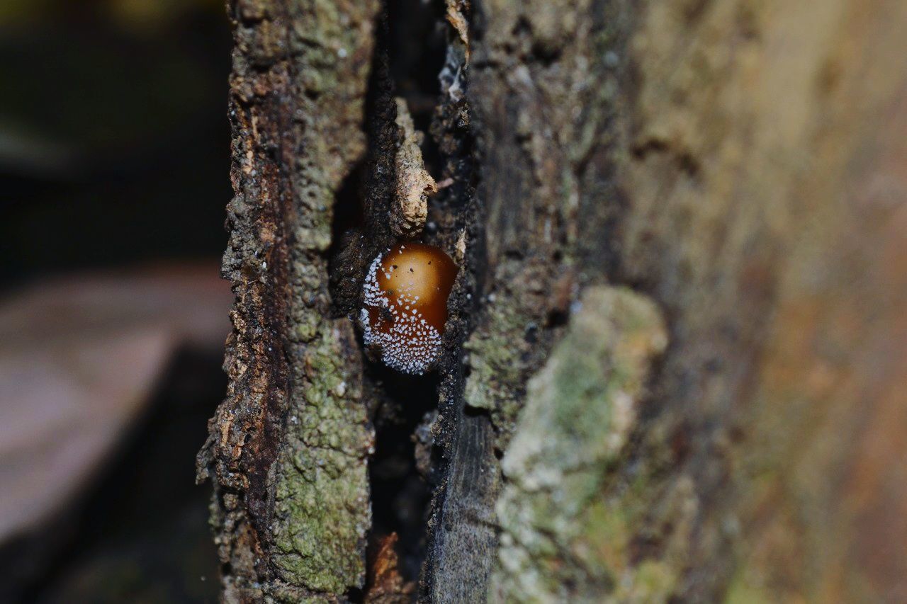 CLOSE-UP OF TURTLE ON TREE TRUNK