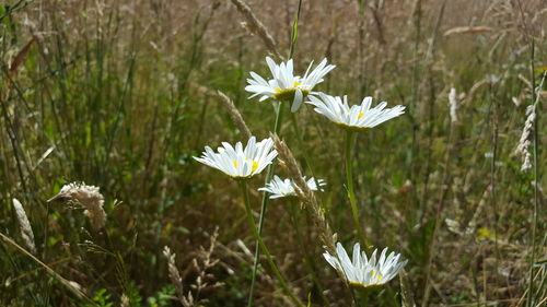 Close-up of white crocus blooming on field