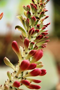 Close-up of flowering plant