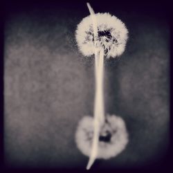 Close-up of dandelion flower