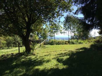 Trees on field against sky