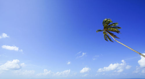 Low angle view of tree against blue sky