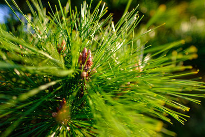 Close-up of insect on pine tree