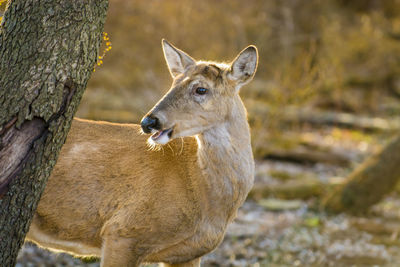 View of deer on tree trunk