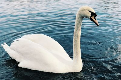 Swan floating on lake