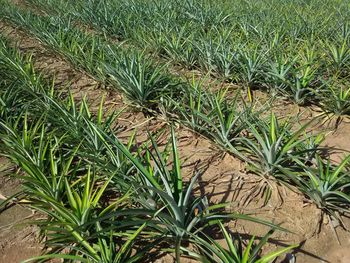 Close-up of plants growing on field