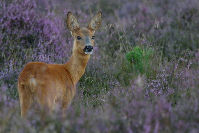 Portrait of deer on field