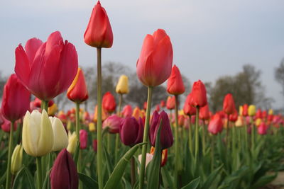 Close-up of red tulips in field