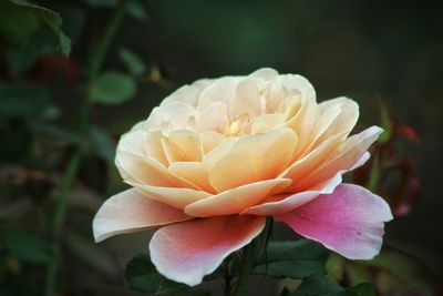 Close-up of pink rose