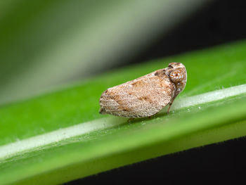 Close-up of insect on leaf