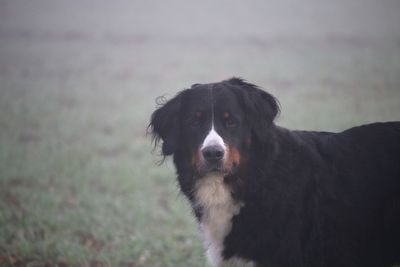 High angle view of dog looking away on field