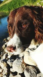 Close-up of dog looking away