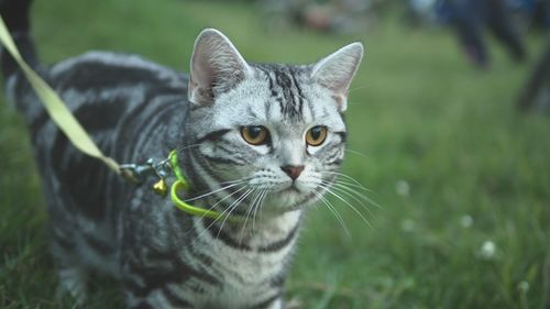 Close-up portrait of cat