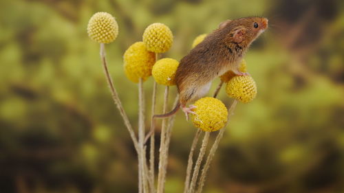 Close-up of honey bee on yellow flower