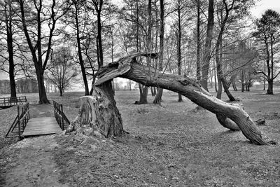 Bare trees in park