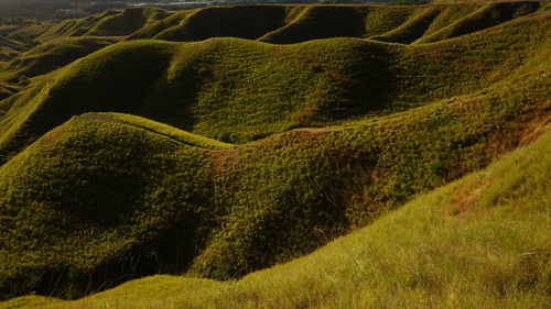 Scenic view of agricultural field