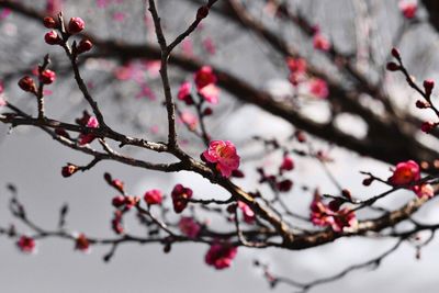 Close-up of cherry blossom tree