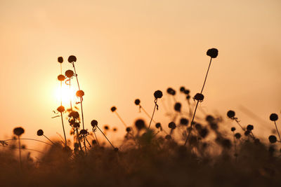 Close-up of silhouette flowering plants on field against sky during sunset