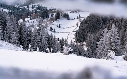 Trees on snow covered field