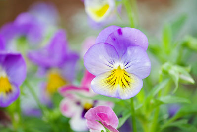 Close-up of purple flowering plant