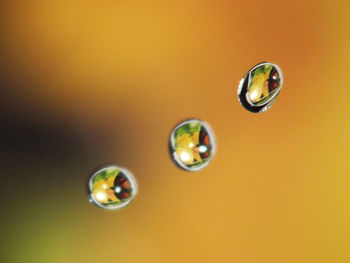 Close-up of water drops against colored background