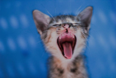Close-up of cat yawning