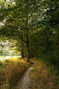 Road amidst trees in forest