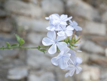 Close-up of white flowers