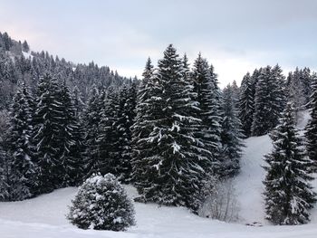 Snow covered pine trees in forest against sky