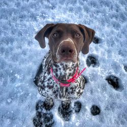 Portrait of dog in snow