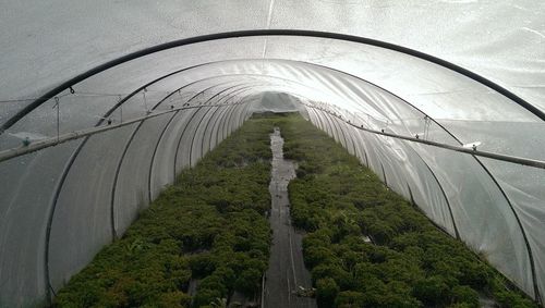 Walkway along trees