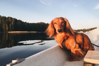 Portrait of dachshund sailing on boat in river against sky