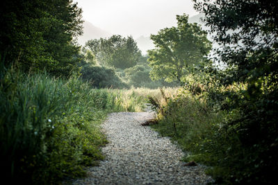 Footpath amidst trees in forest against sky