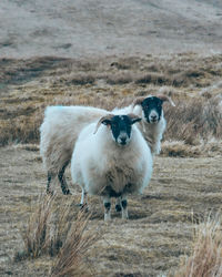 Portrait of sheep on field