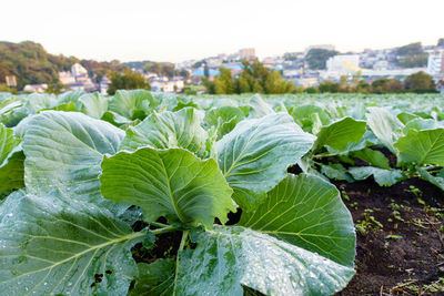 Close-up of fresh green plants against clear sky