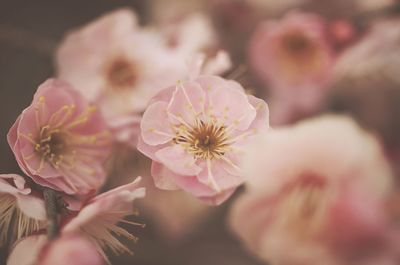 Close-up of pink flowers blooming outdoors