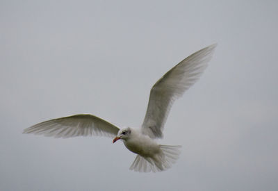 Close-up of seagull flying against clear sky