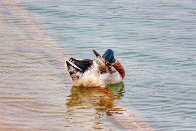 Duck swimming in lake