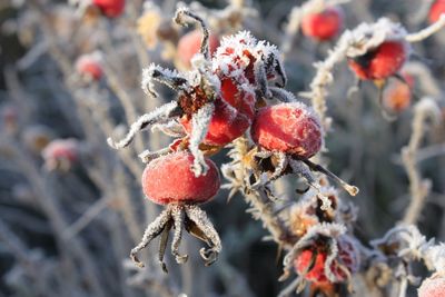 Close-up of red berries on snow