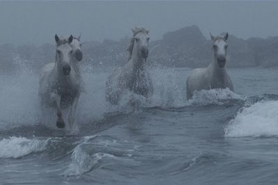 Horses running at beach against sky