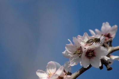 Close-up of cherry blossom against blue sky