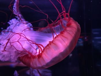 Close-up of jellyfish swimming in sea