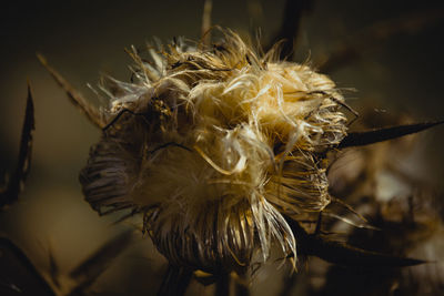 Close-up of wilted plant