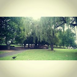 Trees on grassy field