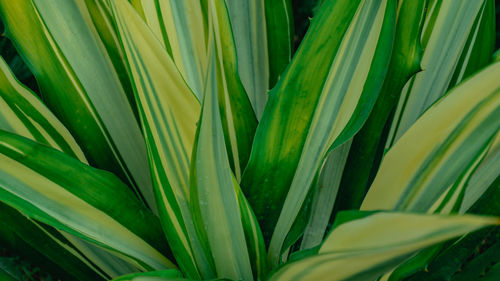 Full frame shot of green plant