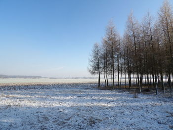 Trees on snow covered field against clear sky