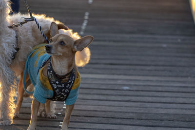 Dog standing on wood